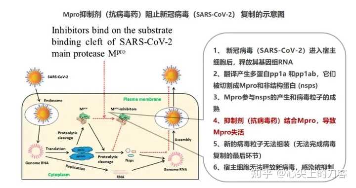 最新病毒起因探究