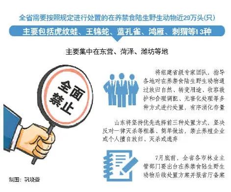 禁抗令最新动态，全面解读与影响分析