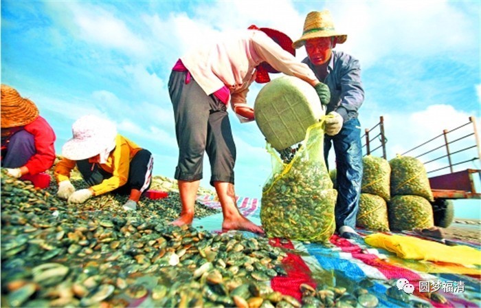 花蛤最新报道，探索花蛤产业的新动态与发展趋势