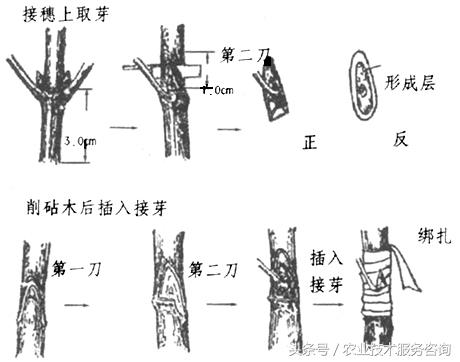 最新果树嫁接刀，革新技术助力果树繁育事业