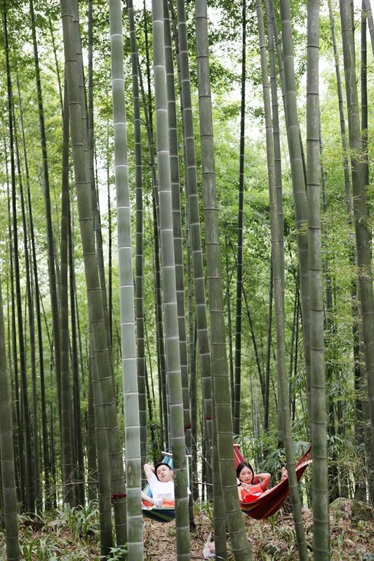 永川茶山竹海最新探秘