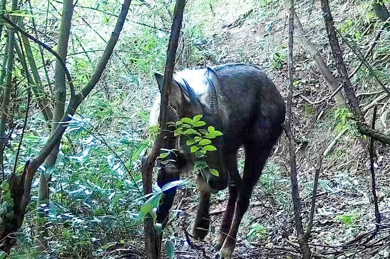 凤凰版四不像,实证分析解释落实