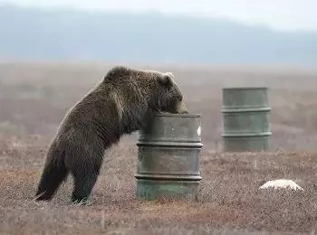 最新版狗熊，特点、生态与保护策略